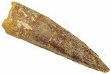 Fossil Spinosaurus Tooth - Real Dinosaur Tooth #322312-1